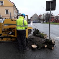 Wycinka drzew w obrębie Zatorskiego rynku